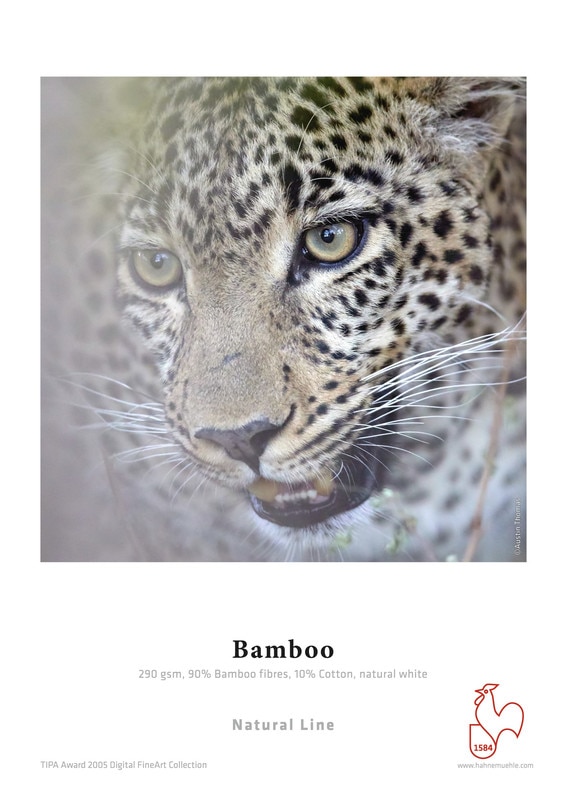 RS1382_02-Bamboo-scr.jpg